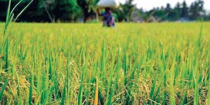 Purchase of Paddy: 2065894 quintals of paddy purchased so far in Balrampur district